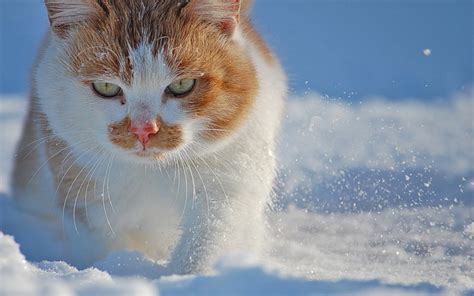 Cats Walking Snow Wallpapers Hd Desktop And Mobile Backgrounds
