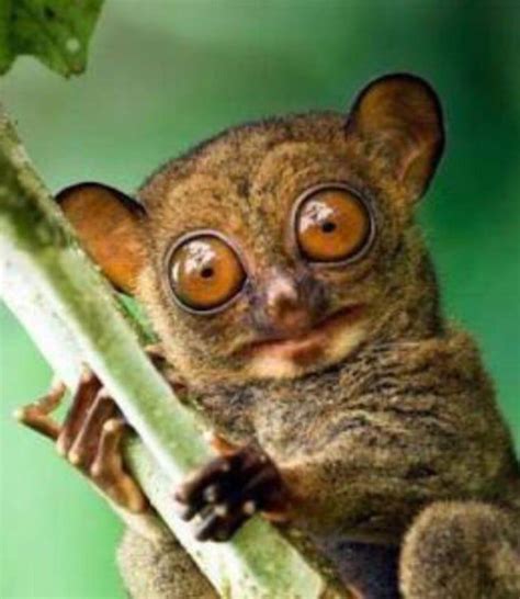 Tarsiers Have Excellent Eyesight They Have The Largest Eyes Relative