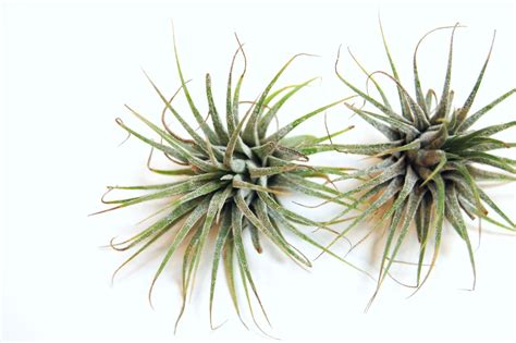 How To Care For Air Plants No Soil Required