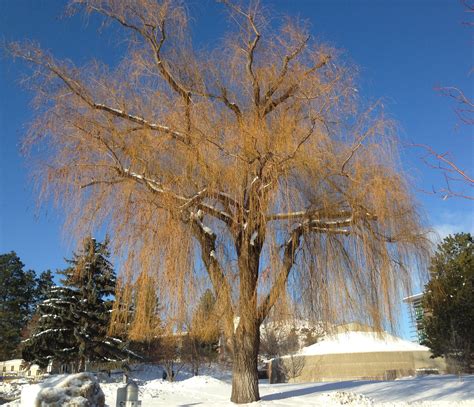 Free Images Tree Branch Snow Winter Frost Season Woody Plant