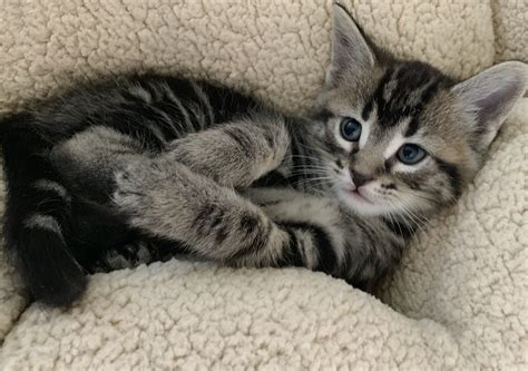 Cute Calico Tabby Kittens