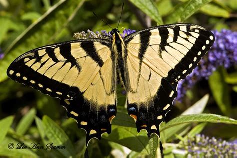 Eastern Tiger Swallowtail Butterfly Swallowtail Butterfly Butterfly