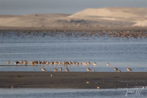 Shorebird Migration In The Pacific Flyway—hops Skips And Trans