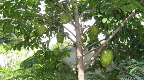 Kebaikan daun durian belanda ialah dapat mengatasi masalah sakit kerongkong, cirit birit, demam, mengurangkan masalah. Inilah Khasiat Daun Durian Belanda. - : KHALIFAH MEDIA ...