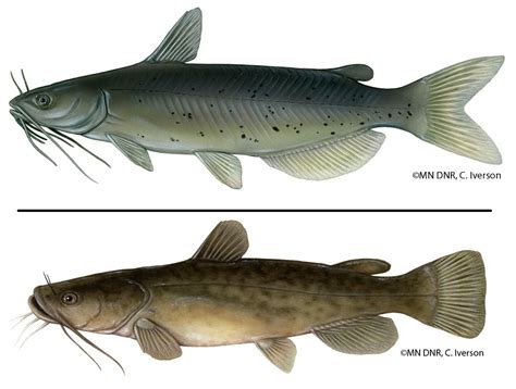 Channel Catfish Ictalurus Punctatus And Flathead Catfish Pylodictis