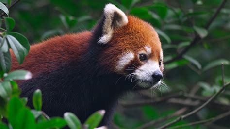 The Adorable Red Panda In Disneys ‘turning Red Is In Danger Atmos