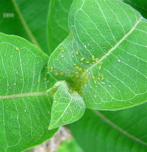 How To Control Aphids On Milkweed Plants Monarch Butterfly
