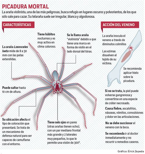 2 cómo es la araña violinista. Araña violinista muerde al embajador de México en Cuba