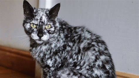 Vitiligo Cats For Sale Swingeing Vlog Photographs