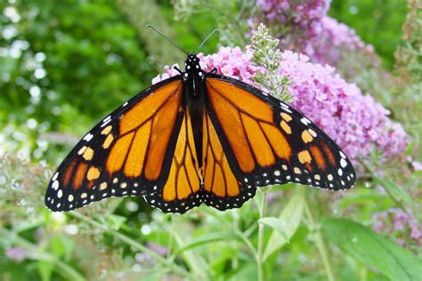 file male monarch butterfly wikimedia commons