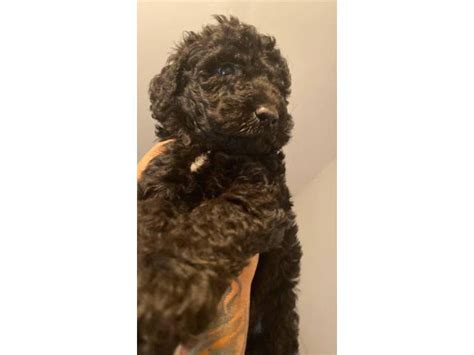 Standard Poodles Norcross Puppies For Sale Near Me