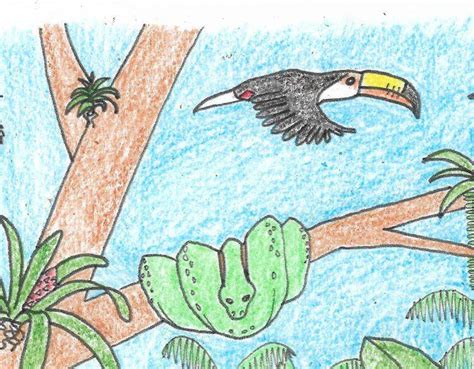 Maybe you would like to learn more about one of these? Easy Tropical Rainforest Animals Drawings - nature wallpaper