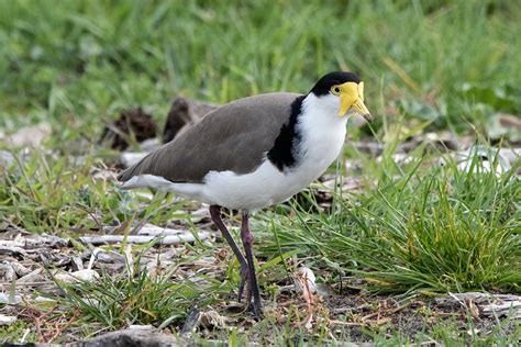 The Uninvited Plover