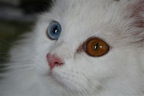 Warna Mata Yang Berbeda Odd Eye Omah Kucing