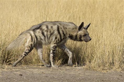 Photo Striped Hyena Hyaena Hyaena
