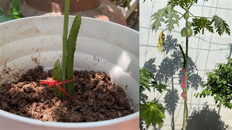 How To Grow Papaya Grafted Dragon Fruit Trees YouTube