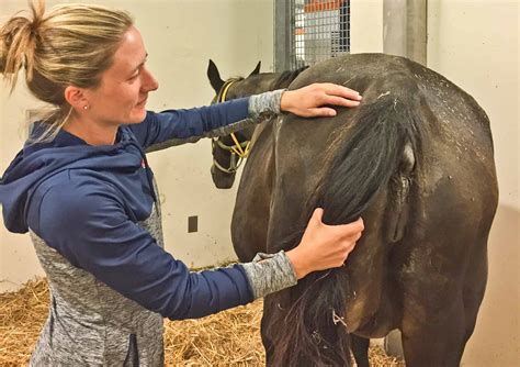 Pregnant Horse Diagram