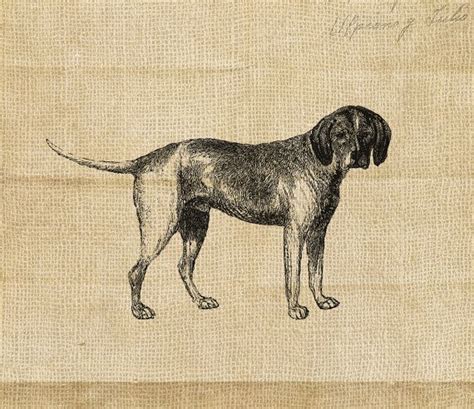 Antique Dog Vintage Graphic Image Download By Diyvintageart Con