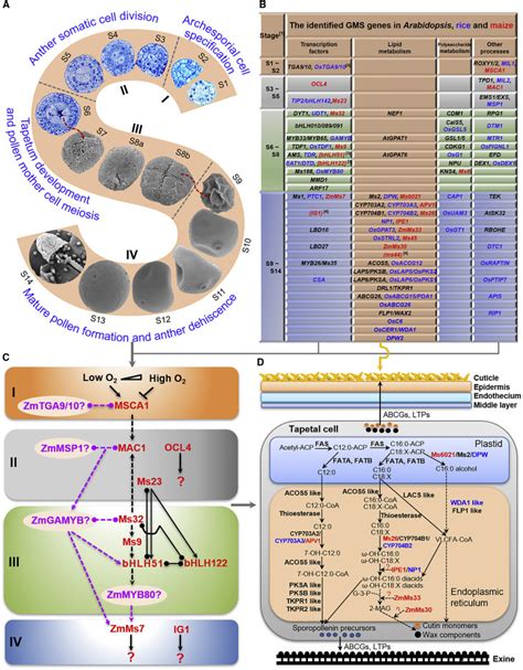 Maize Genic Male Sterility Genes And Their Applications In Hybrid