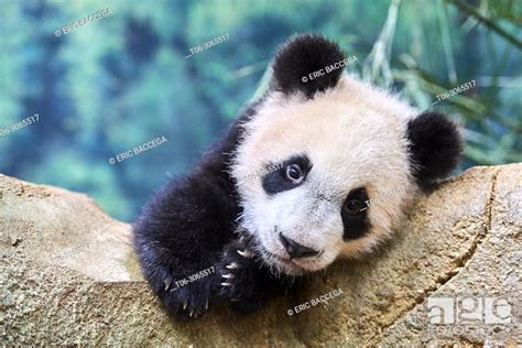 Portrait Of Giant Panda Cub Ailuropoda Melanoleuca Captive Stock