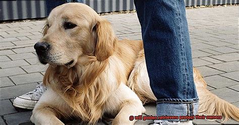 Will Golden Retrievers Protect Their Owners Unleash The Best In Your