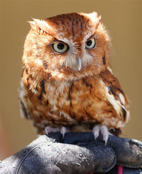 30 Majestuosas Fotografías De Búhos Y Lechuzas Eastern Screech Owl