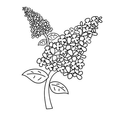 Cele mai frumoase planse de colorat pentru copii. Coloreaza floarea de liliac!