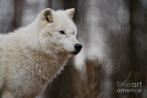 Arctic Wolf Pictures 1242 Photograph By World Wildlife Photography