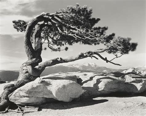 Jeffrey Pine Sentinel Dome 1940 By Ansel Adams Ansel Adams Ansel