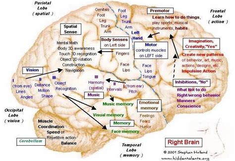 The right brain has a focus in synthesis, putting together elements to understand the whole. Hidden Talents--Brain 11 Right brain