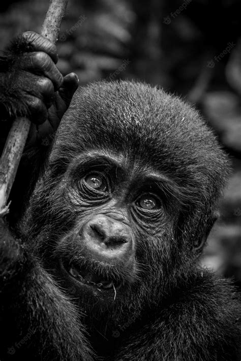 Premium Photo A Silverback Mountain Gorilla In A Rainforest In Rwanda