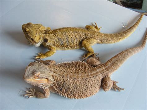 Se England Beardies Reptile Forums