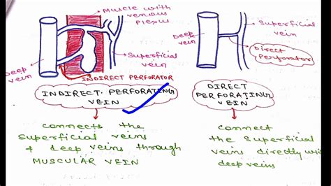 Perforating Veins And Varicose Veinsmechanism Youtube