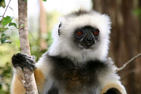 Lemurs Of Madagascar Noble Glance