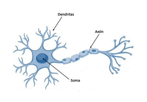 Neurona Mind Map