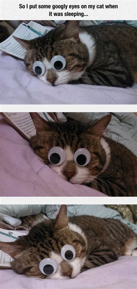 So I Put Googly Eyes On My Cat When It Was Sleeping Pictures Photos