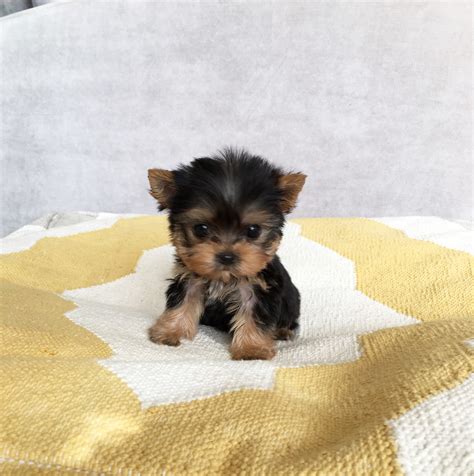 Micro Teacup Yorkie Puppy For Sale Iheartteacups