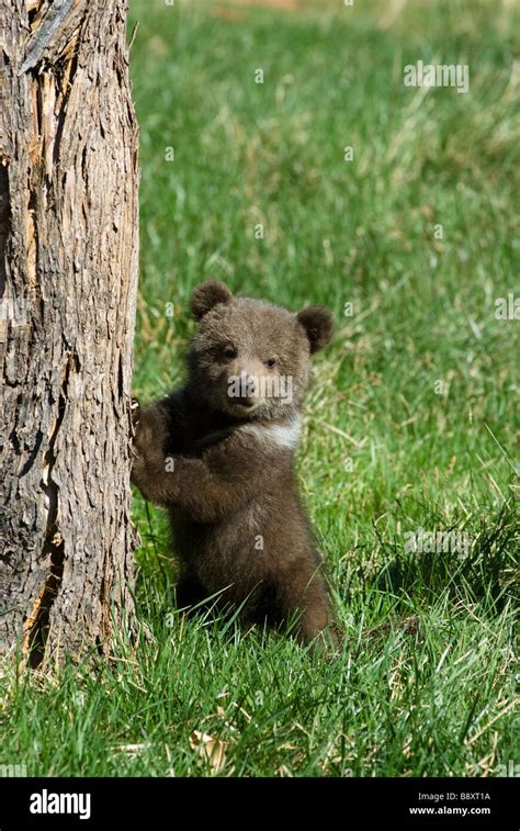 Grizzly Bear Cub Ursus Horribilis Against Tree Controlled Conditions