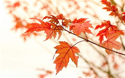 Image Leaf Acer Autumn Nature Branches