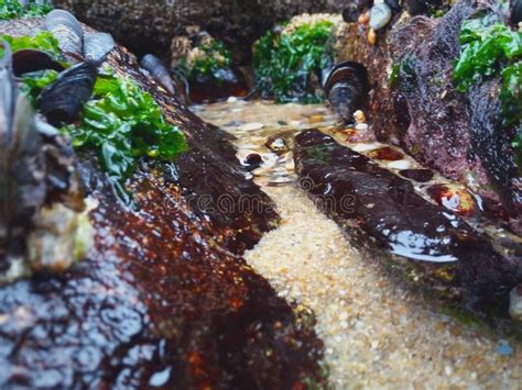 Ocean Plant Life Rock Weed Seaweed Beach Rocks Stock Image Image Of