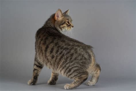 Manx Cat Breed Traits Characteristics And History