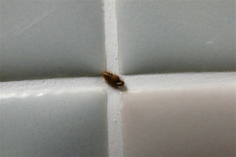Carpet beetles are found in almost, every part of the world, however, they are basically european based. Carpet Beetle Larvae In Bathroom | www.resnooze.com