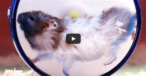 Chubby Hamsters In Slow Motion Buzzfeed Viral Video
