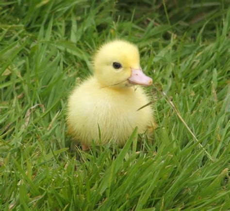Warning Stupidly Cute Photos Of Muscovy Ducklings The Hedgecombers