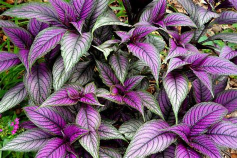13 Beautiful Plants With Purple And Green Leaves