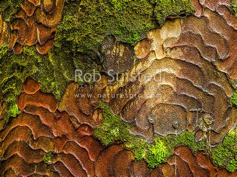 Kauri Tree Bark Patterns Made From Flaking Bark To Clean