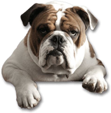 Free Png Download Bulldog Png Images Background Png English Bulldog
