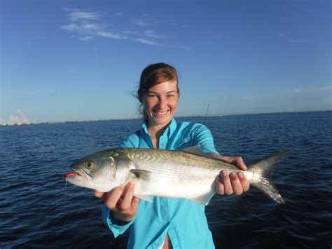 How To Catch Bluefish A Complete Guide Siesta Key Fishing Charters