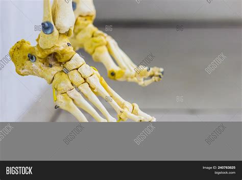 Articulated Tarsal Metatarsal And Phalanges Bones Showing Human Foot