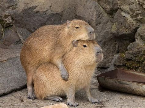 Pin On Animalia Capibara